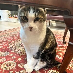 Meet your Posher, Dennis